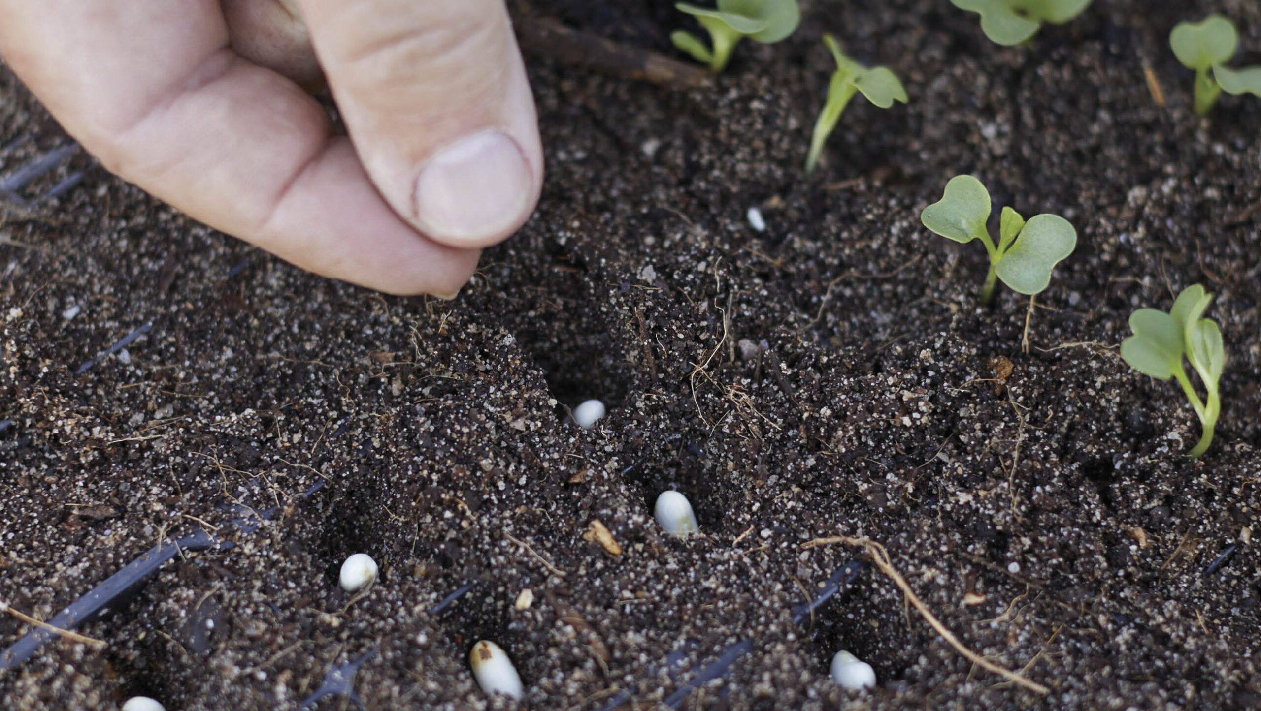 Raising your own seedlings is a great skill to have as an organic gardener.